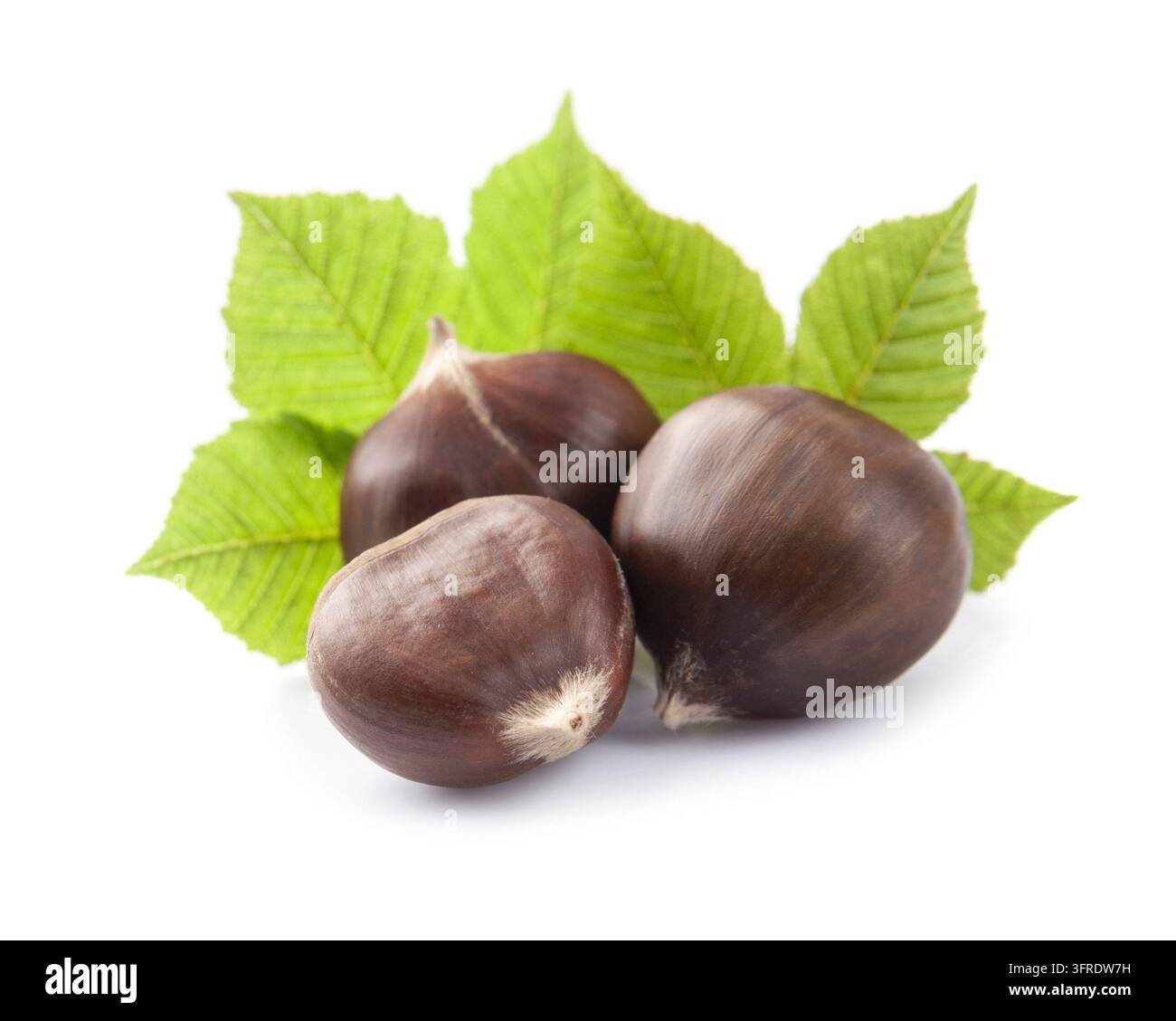 Kastanie mit Blättern auf weißem Hintergrund Stockfoto