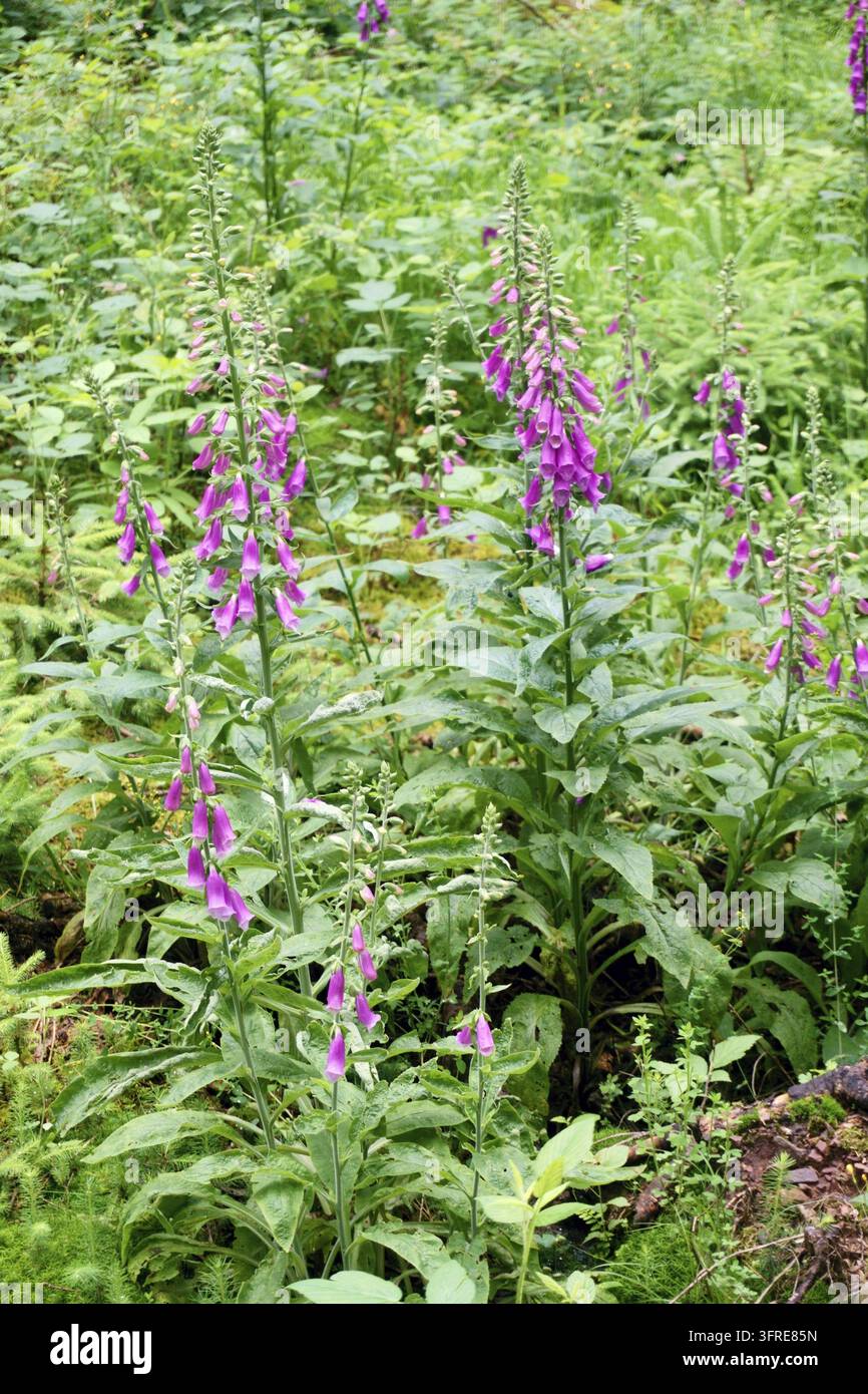 Blumige rote Fingerhut, Digitalis purpurea, im Wald Stockfoto