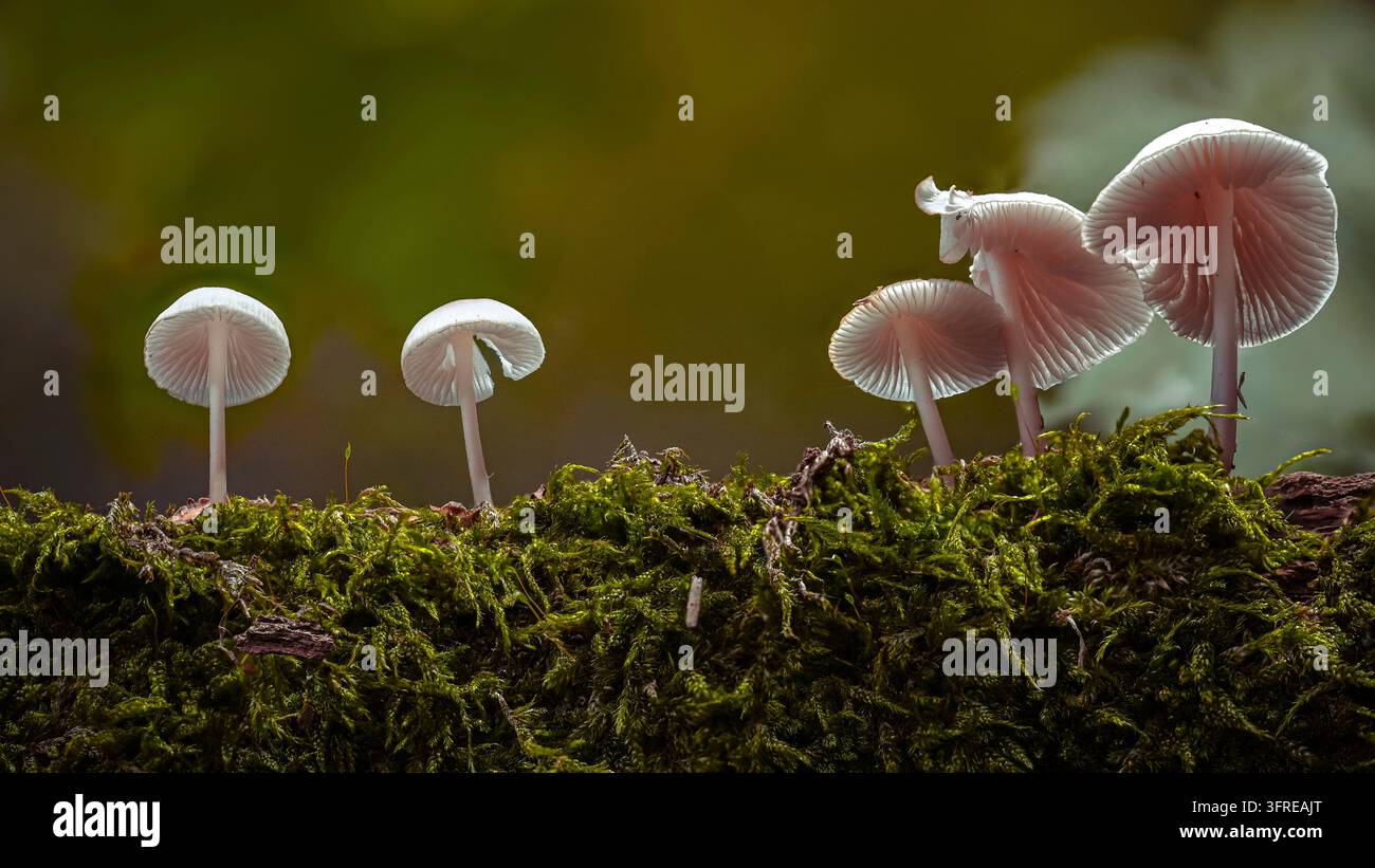 Eine Gruppe kleiner Pilze auf Moos Stockfoto