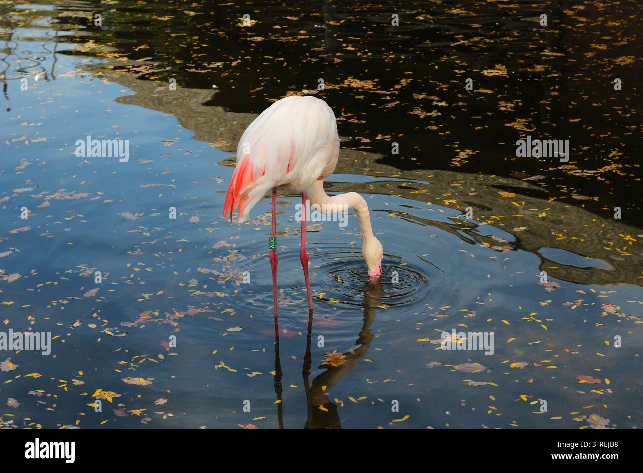 Rosa Flamingo, der mit dem Kopf unter Wasser im Teich frisst. Stockfoto