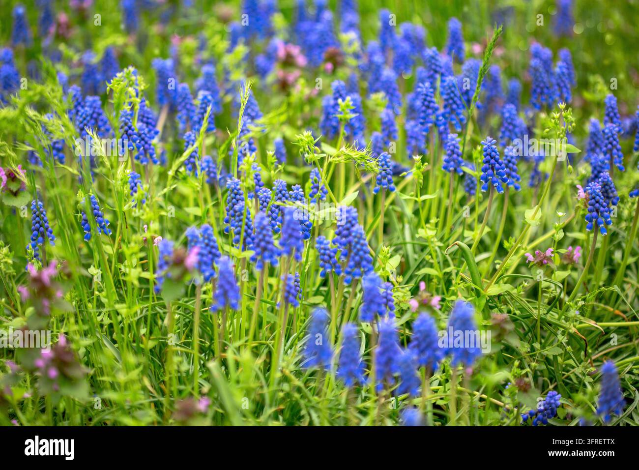 Blaue Muskari-Blüten in grünem Wiesengras. Frühlingsblumen Muskari-Hyazinthen. Konzept schöne Frühlings-Osterferien-Natur. Selektiver Fokus Stockfoto