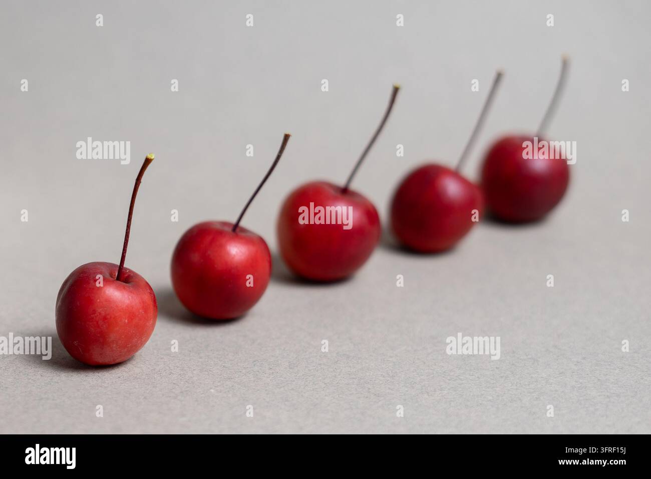 Reihe von roten Apfelbäumen mit selektivem Fokus und Kopierraum Stockfoto