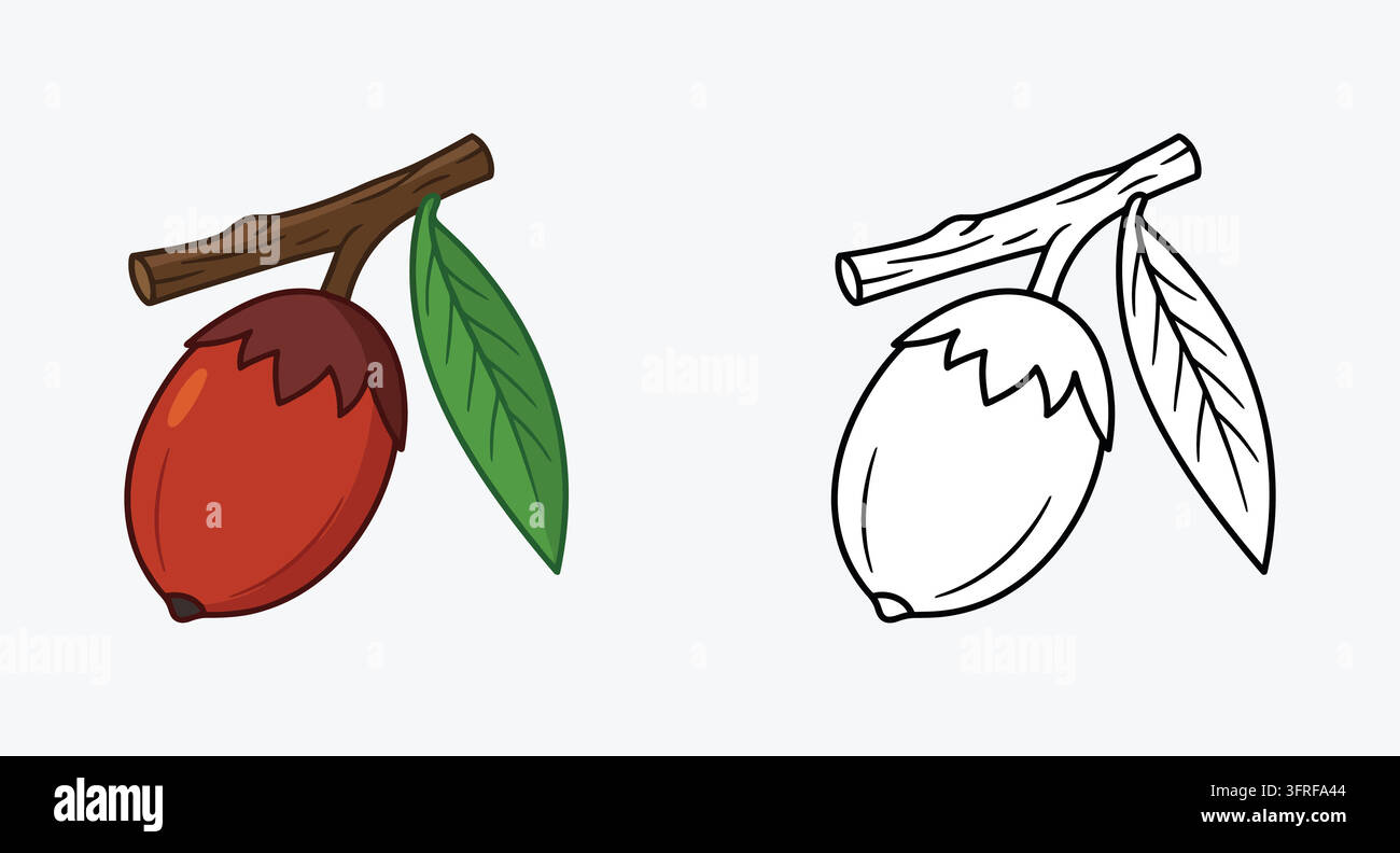 Einzige Eichel Frucht, die an einem Zweig mit grünem Blatt einer Eichen-Nussbaum hängt Stock Vektor