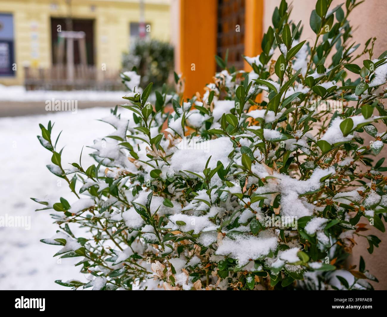Im Wintergarten mit frischem Schnee bedeckter immergrüner Zierstrauch. Konzept des natürlichen Pflanzenschutzes, Kälteresistenz, saisonale Gartenarbeit Stockfoto
