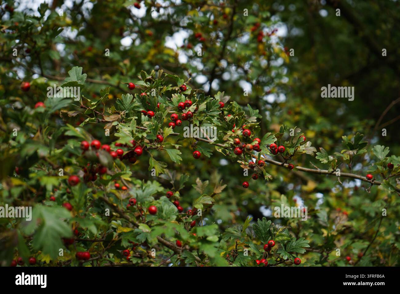Rotdornbeeren, die im Herbst an einem Strauch zwischen grünen Blättern wachsen, natürliche saisonale Früchte in einer Wald- oder Gartenumgebung. Stockfoto