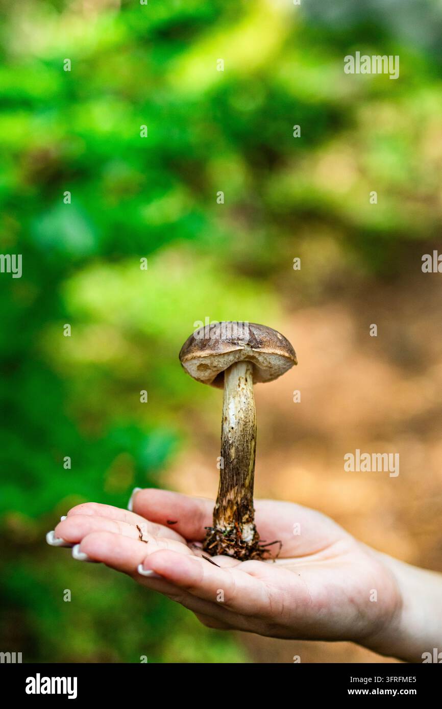 Offene Hand präsentiert einen einzelnen Waldpilz mit Erde an der Basis vor einem lebendigen grünen Bokeh, das die zarten Lamellen und den stabilen Stiel zeigt, der gefunden w Stockfoto