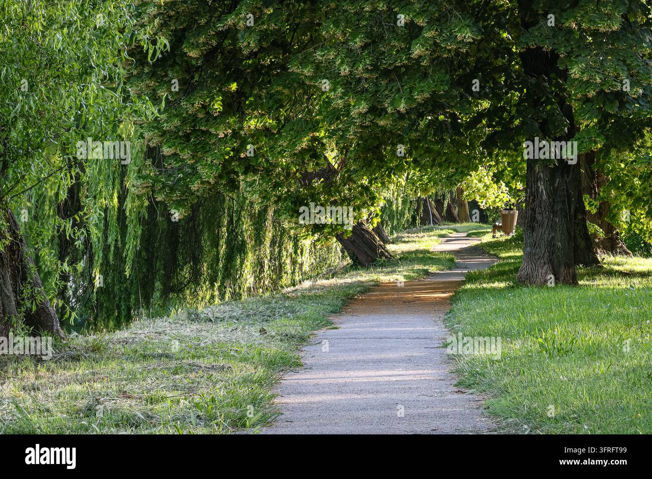 Ein schattiger Parkweg windet sich unter dichten grünen Bäumen entlang des Flussufers, mit gesprenkeltem Sonnenlicht auf dem Gras und einer fernen Bank, die zu einem friedlichen Spaziergang einlädt, q Stockfoto