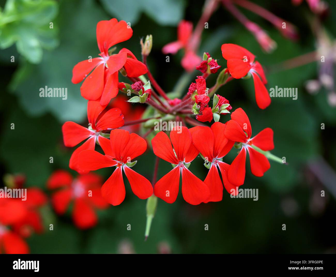 Rotes efeublättriges Stiefmütterchen oder Kriechendes Stiefmütterchen, Pelargonium peltatum, Geraniaceae. Östliche Kap-Provinzen, Südafrika. Pelargonium peltatum. Stockfoto