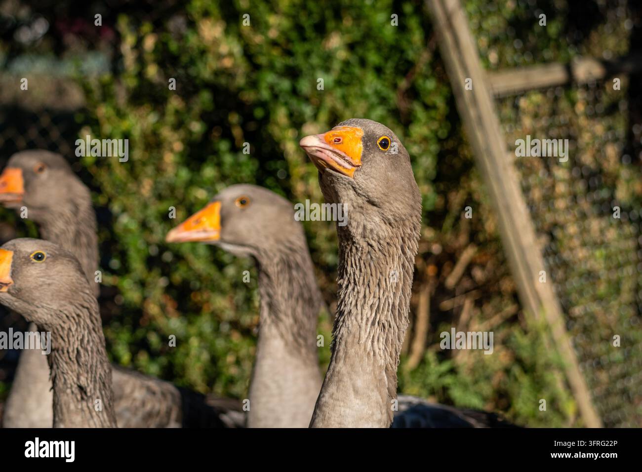 Gruppe von Gänsen steht im Licht nahe Gartenlaub mit gehobenen Köpfen in aufmerksamer Pose und Atemraum. Landbauernstimmung mit scharfem Detail und einem Stockfoto