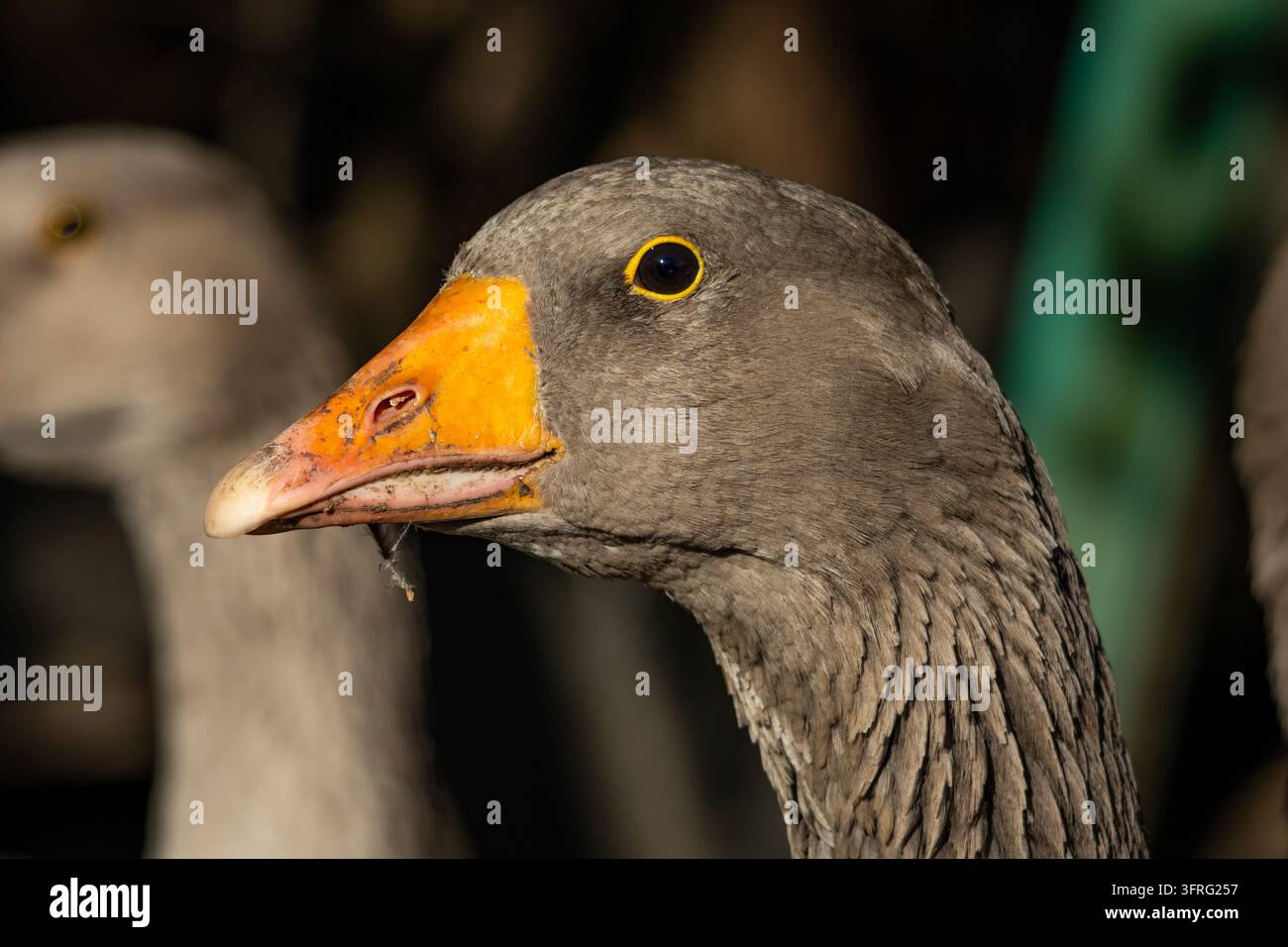 Hausschwan in Profilansicht zeigt ein glänzendes Auge und einen hellen Schnabel, eingerahmt von weichem Bokeh und fernen Formen. Natürliches Farmwildleben-Detail, das Ruhe vermittelt Stockfoto
