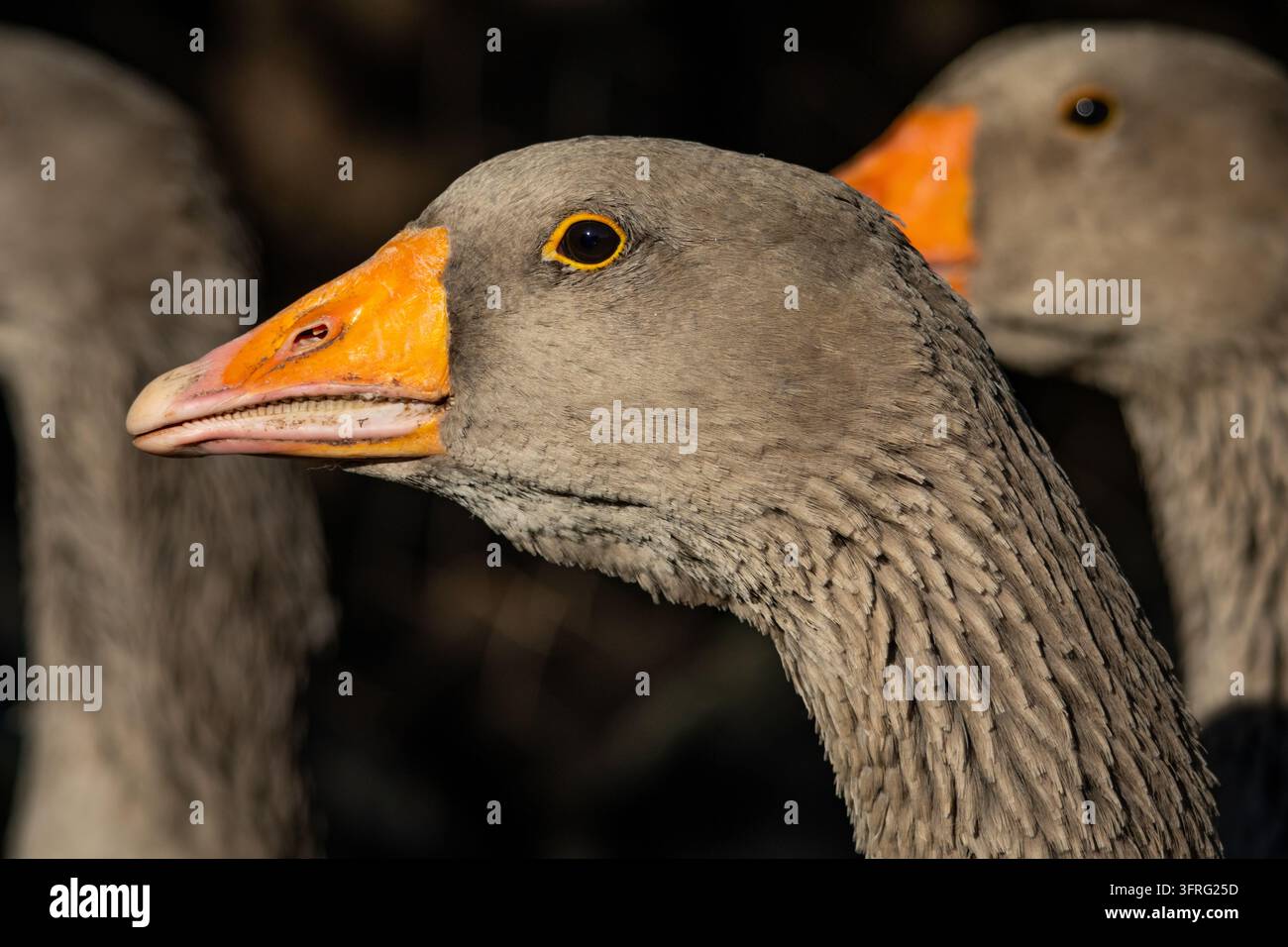 Elegante graue Gans blickt zur Seite, während das Sonnenlicht ihren langen Hals und Schnabel formt, während Artgenossen in Unschärfe verschwinden. Ein natürliches Bauernhofporträt mit warmen Tönen Stockfoto