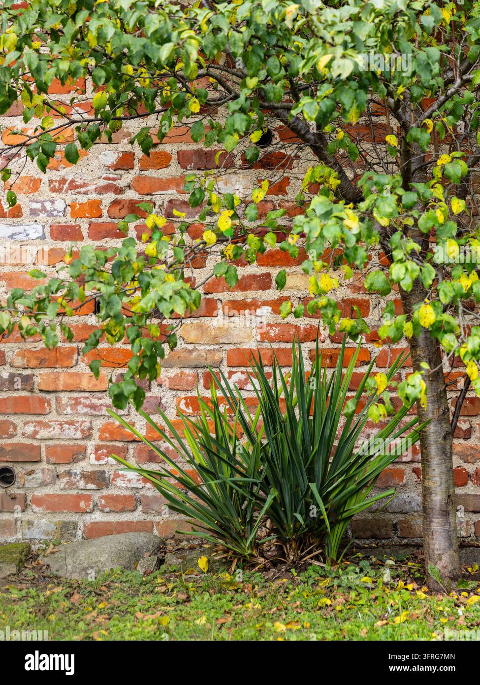 Laubige Gartenvegetation, die an einer gealterten roten Backsteinmauer wächst, mit einem kleinen Baum und einer stacheligen Zierpflanze Stockfoto