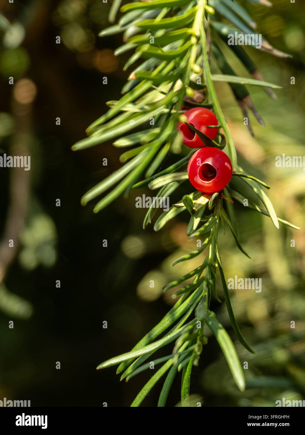 Zwei rote Eibenbeeren hängen von einem schlanken immergrünen Zweig vor einem dunklen verschwommenen Hintergrund Stockfoto