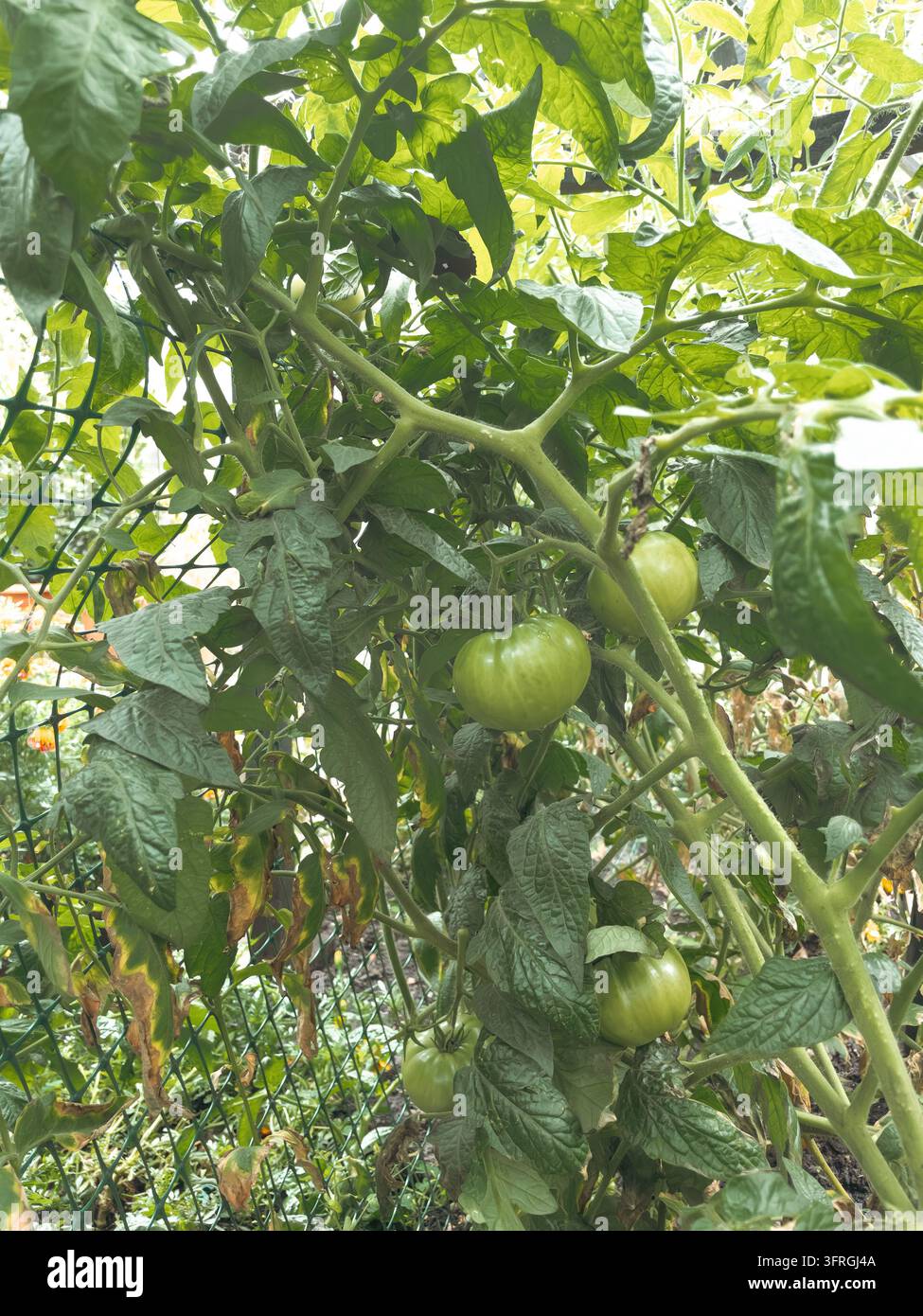 Unreife grüne Tomaten, die an der Ranke wachsen, die von einem Kunststoffnetz im Gewächshaus gestützt wird - Smartphone-aufgenommenes Stockfoto