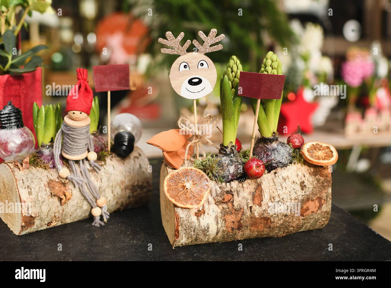 Rustikale Weihnachtsarrangements auf natürlichen Birkenstämmen, mit blühenden Hyazinthenzwiebeln, immergrünen Ästen, Tannenzapfen, getrockneten Orangenscheiben Stockfoto