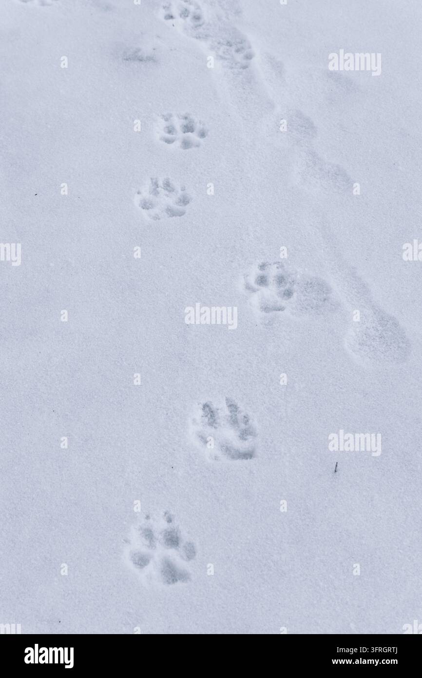 Hundepfotenabdrücke im frischen weißen Schnee entlang des Winterwanderwegs Stockfoto