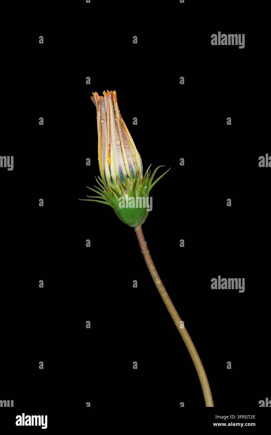 Geschlossener Gazania-Blütenknospe mit Tautropfen, isoliert vor schwarzem Hintergrund Stockfoto