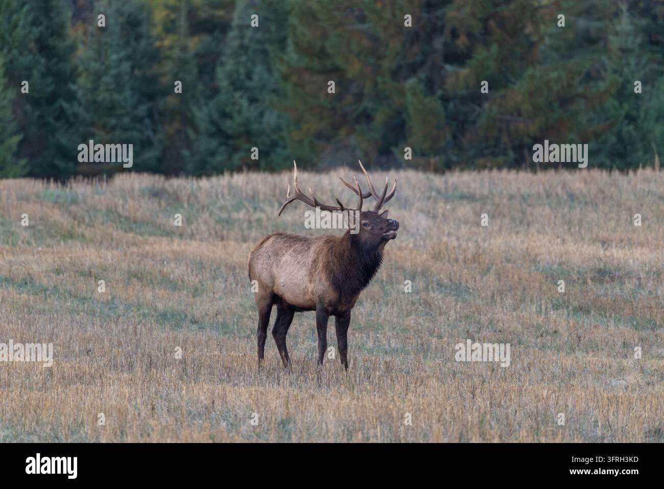 Bullenhirsch an einem Oktobermorgen im Norden von Wisconsin. Stockfoto