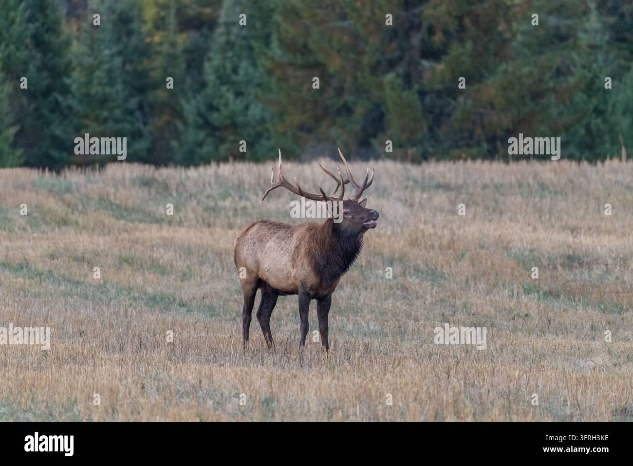 Bullenhirsch an einem Oktobermorgen im Norden von Wisconsin. Stockfoto