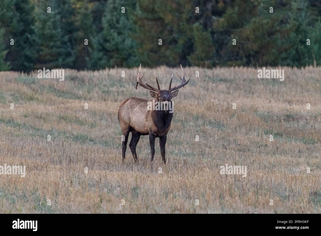 Bullenhirsch an einem Oktobermorgen im Norden von Wisconsin. Stockfoto