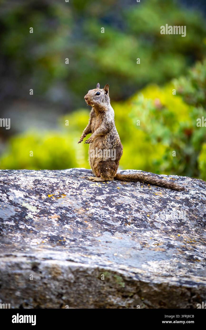 Kalifornischer Erdhörnchen steht aufrecht auf einem mit Flechten bedeckten Granitfelsen im Yosemite-Nationalpark, Kalifornien Stockfoto