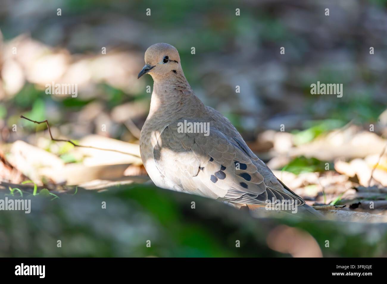 Zenaida-Taube (Zenaida auriculata). Mittelgroße Taubenz-art mit gedämpftem braunem und grauem Gefieder. Markante schwarze Flecken auf den Flügeln. Der Vogel ist heimisch in So Stockfoto