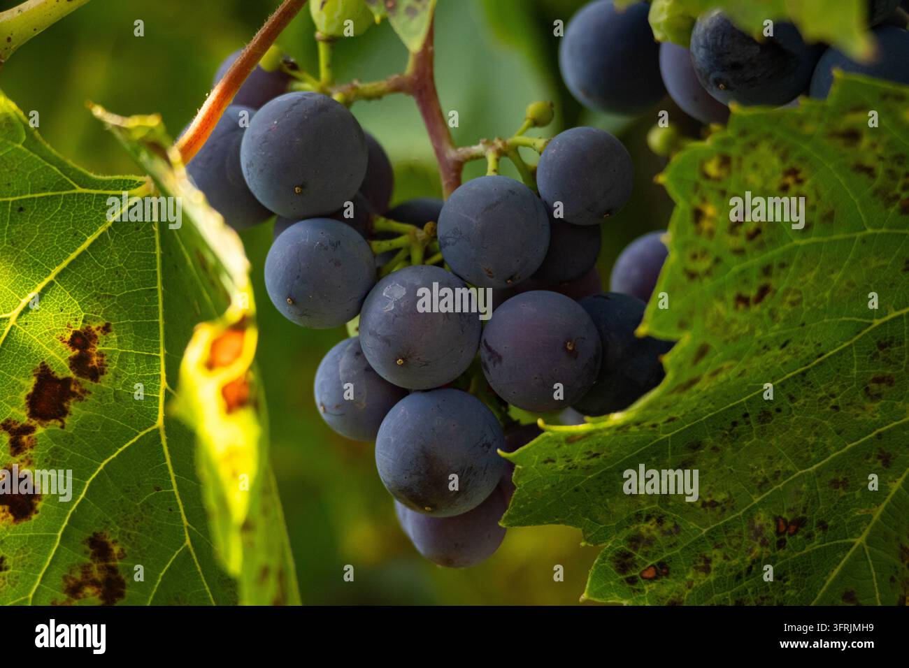 Fette blaue Trauben auf dem Höhepunkt der Reife, eingebettet zwischen gesprenkelten Blättern im goldenen Licht. Weinbergaromantik trifft auf Landwirtschaft und zeigt Fülle, Süße und Stockfoto
