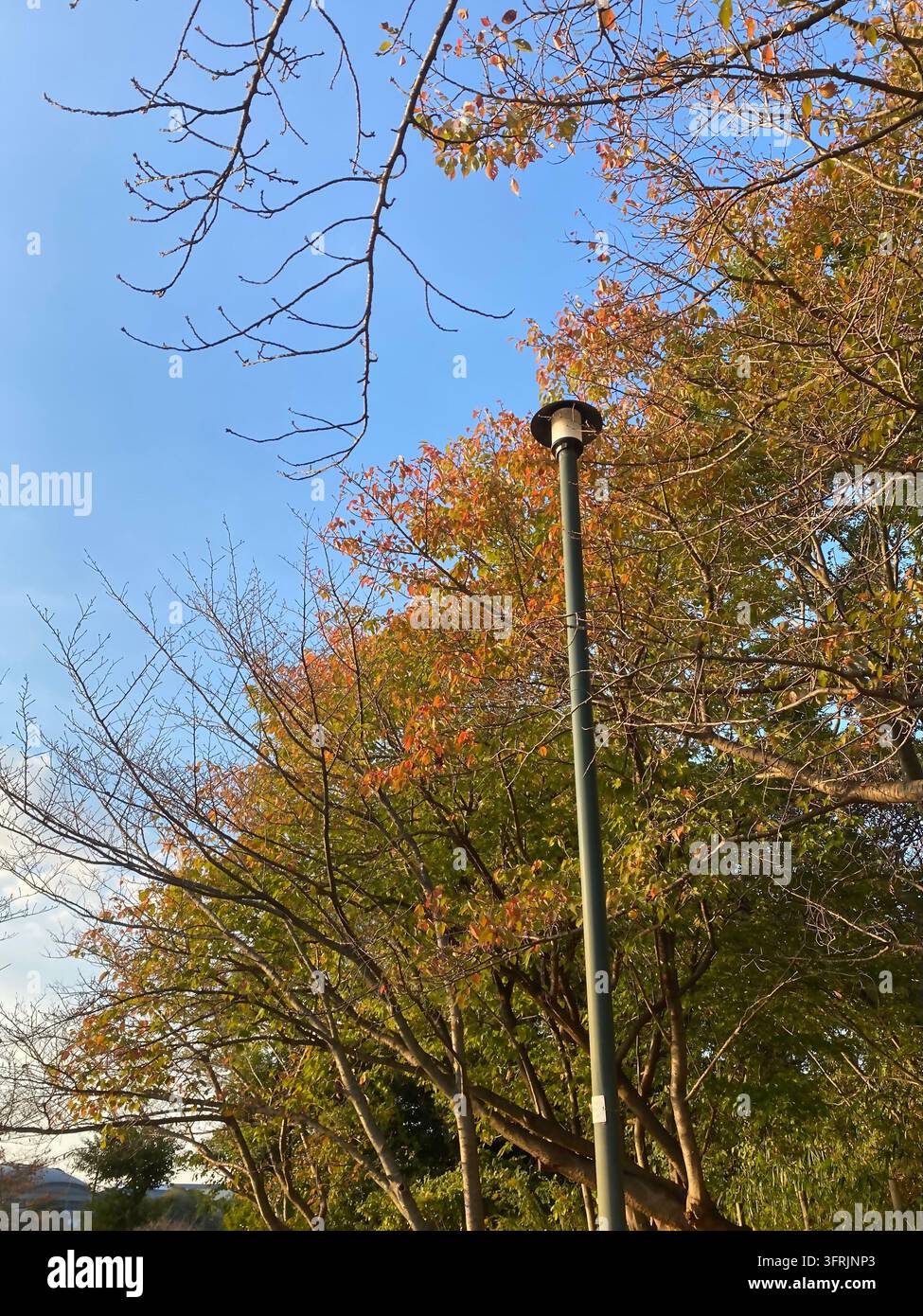 Friedliche grüne Landschaft und Bäume in einem öffentlichen Park in Kasuya, Fukuoka, Japan. Stockfoto