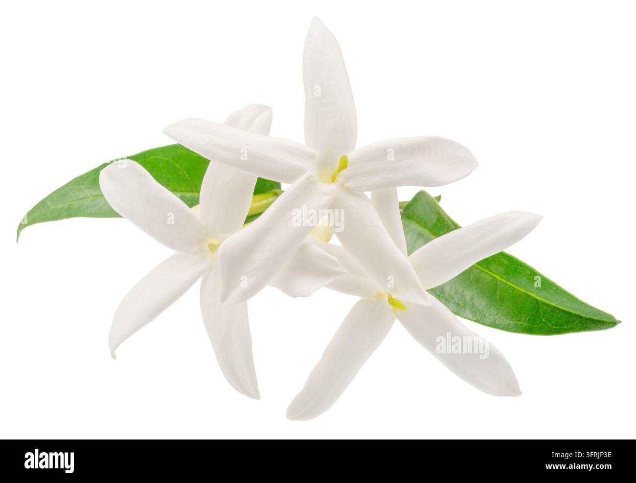 Zarter Büschel weißer sternförmiger Jasminblüten mit zarten grünen Stängeln und Jasminblättern, isoliert auf weißem Hintergrund. Natürlicher Parfümbestandteil Stockfoto