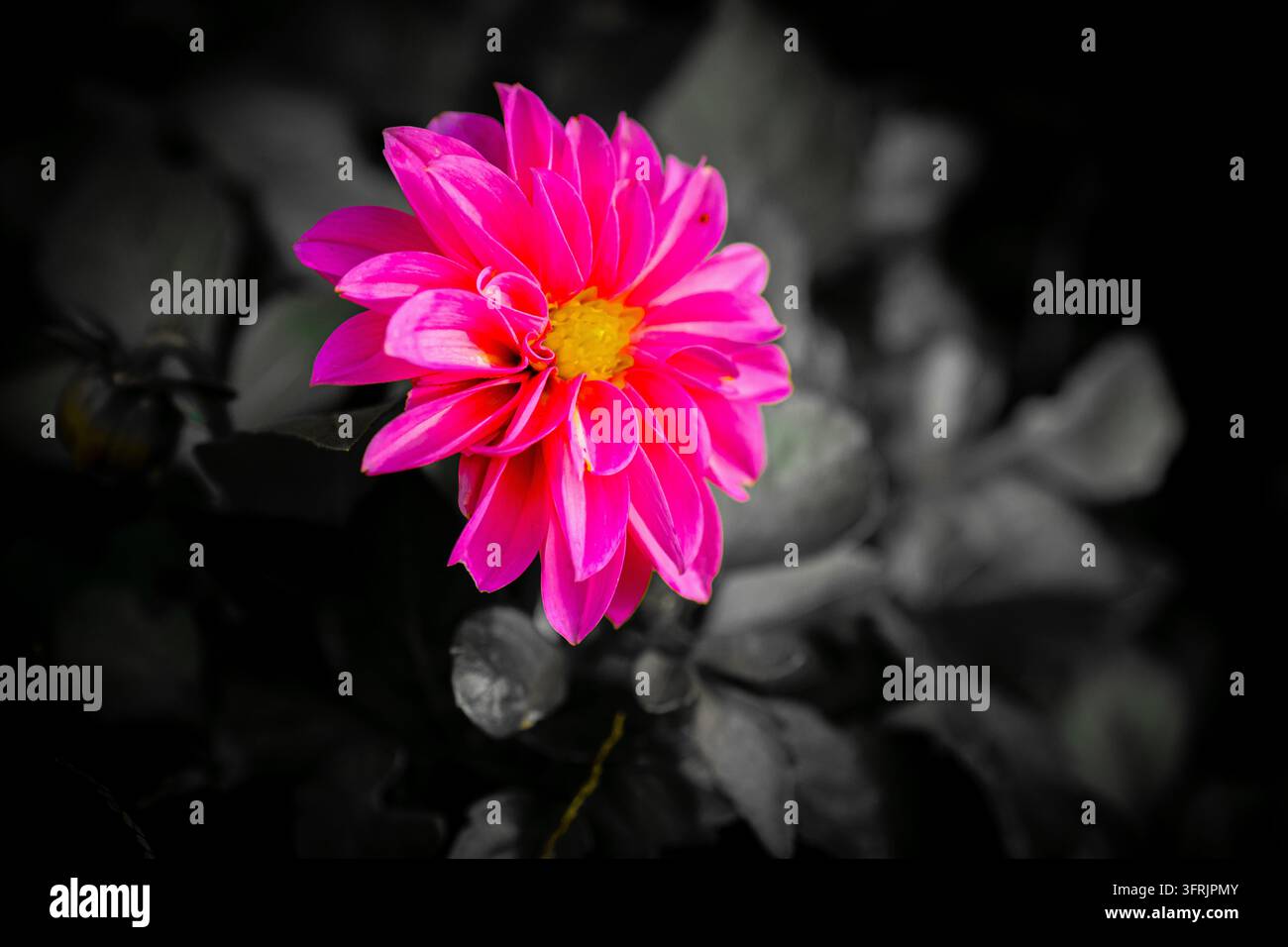 Selektiver Farbstil hebt eine neonpinke Blume mit gelbem Zentrum vor einem grauen Garten hervor und schafft einen modernen Pop-Art-Look, ideal für Poster bra Stockfoto