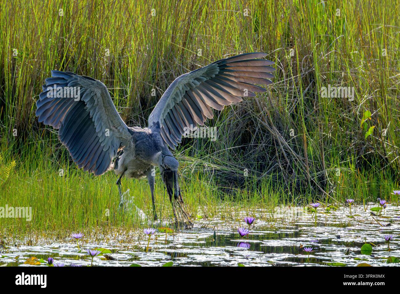 Schuhschnabel (Balaeniceps rex) fängt Fische im Sumpfgebiet, Mabamba-Sumpf, Uganda. Stockfoto