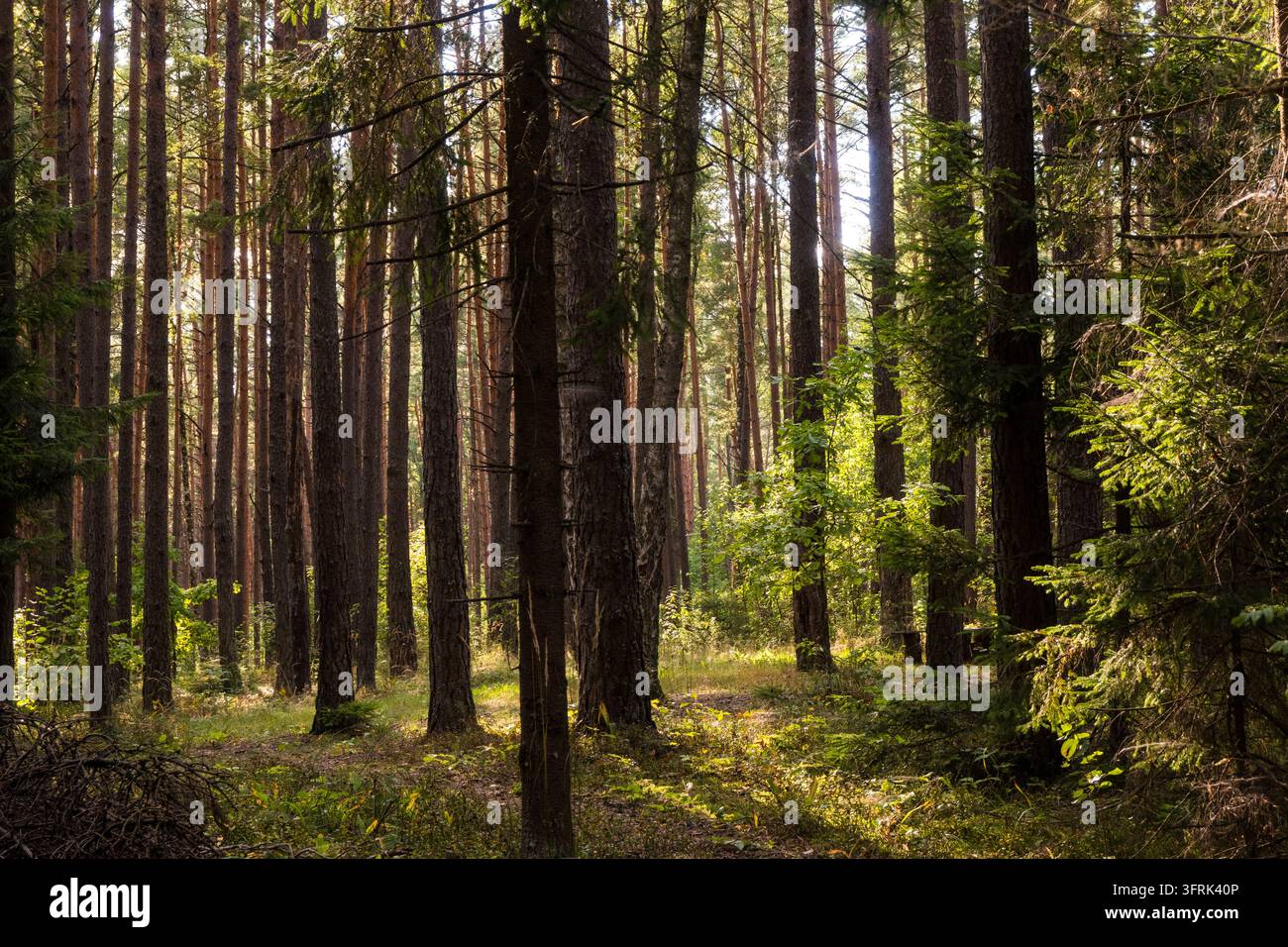 Ein Blick auf einen sonnenbeschienenen Kiefernwald mit hohen Bäumen und einem moosbewachsenen umgestürzten Baumstamm. Der Waldboden ist voller grüner Pflanzen und Schatten. Perfekt für Stockfoto