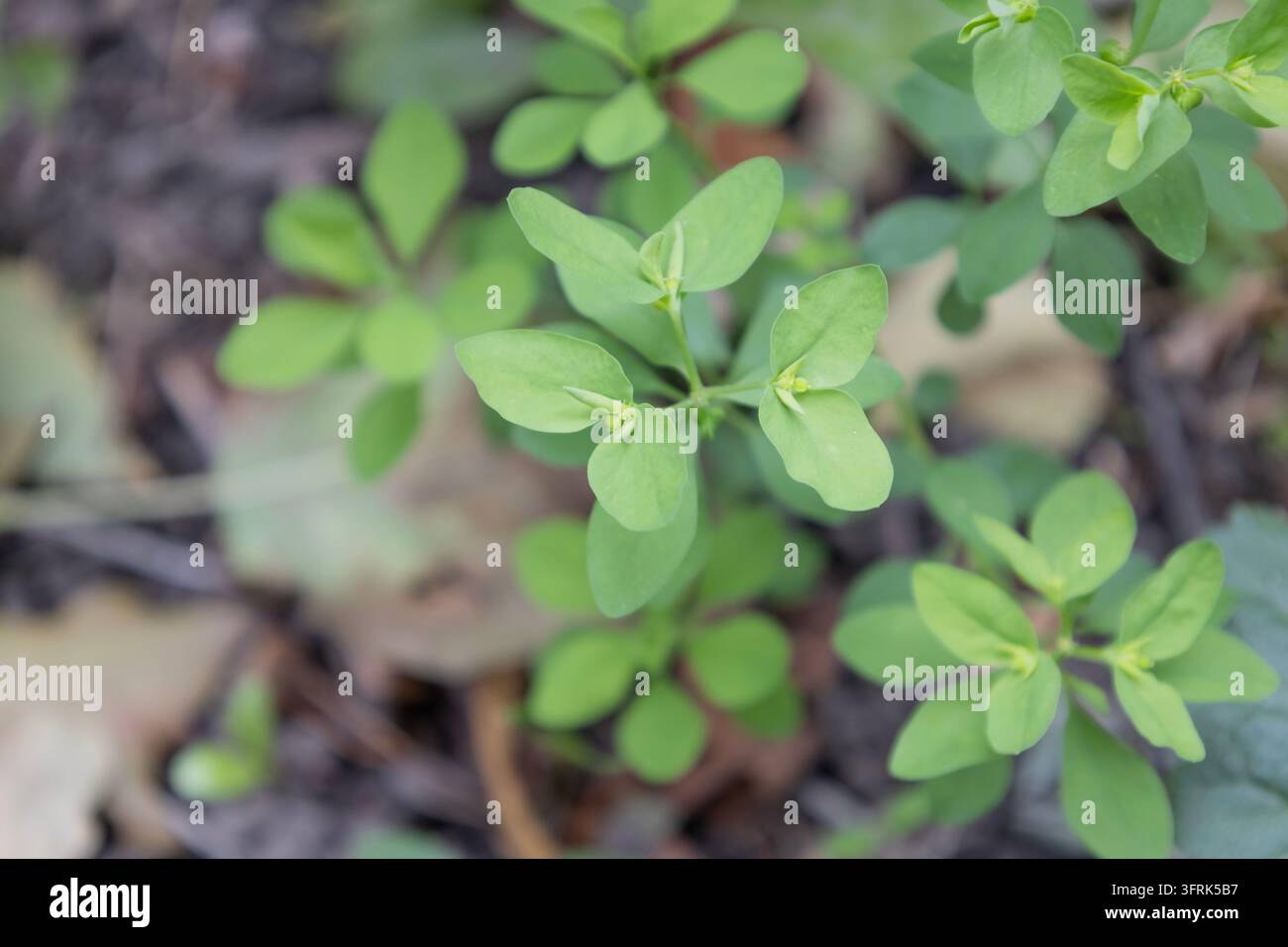 Lebendige grüne Wolfsmilchpflanze im Nahaufnahme, die im Freien in der Natur wächst. Detaillierte Makroaufnahme von frischen grünen Sprossen und Blättern mit weicher Unschärfe Stockfoto