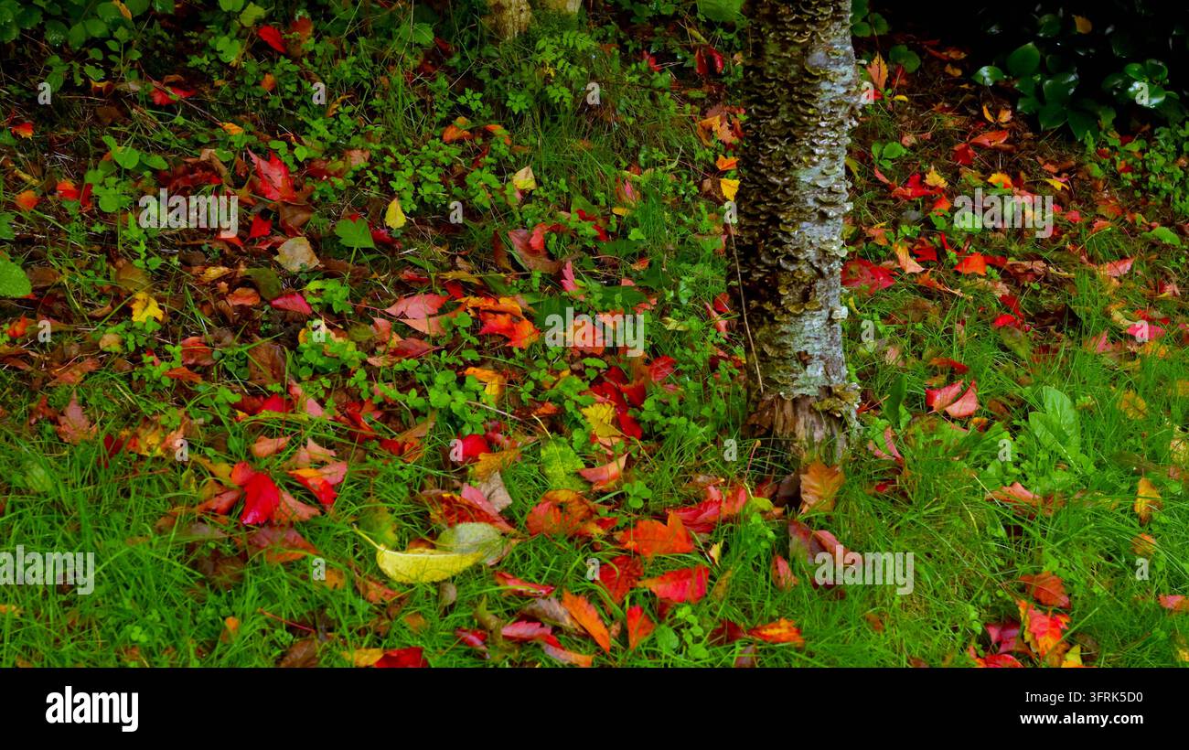 Bunte gefallene Blätter im Garten Stockfoto