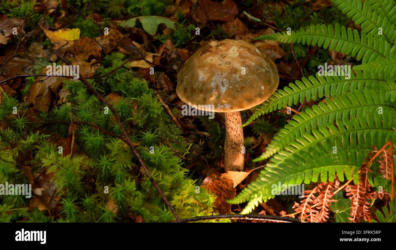 Pilze der Familie der Dickhüte mit Farnen und Moos. Stockfoto