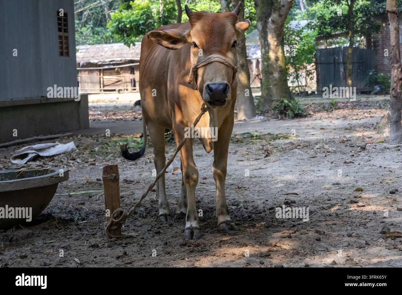 Häufiger brauner Bulle, der mit einem Seil an einem ländlichen Hof gebunden steht. Traditionelle Rinderzucht in einer ländlichen Außenumgebung. Stockfoto
