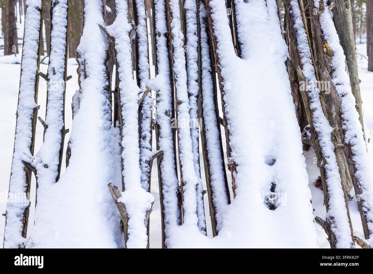 Gefallene Stämme alter Bäume in einem Winterwald Stockfoto