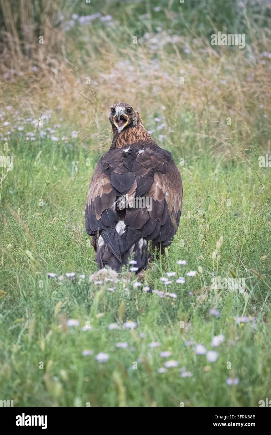 Steppenadler dreht sich und ruft auf einer grasbewachsenen Wiese Stockfoto