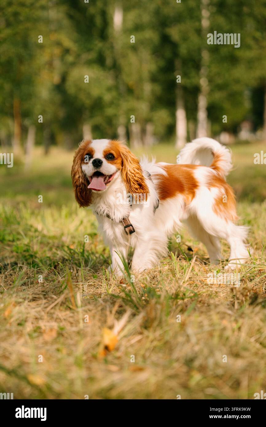 Fröhlicher Cavalier King Charles Spaniel steht im Gras Stockfoto