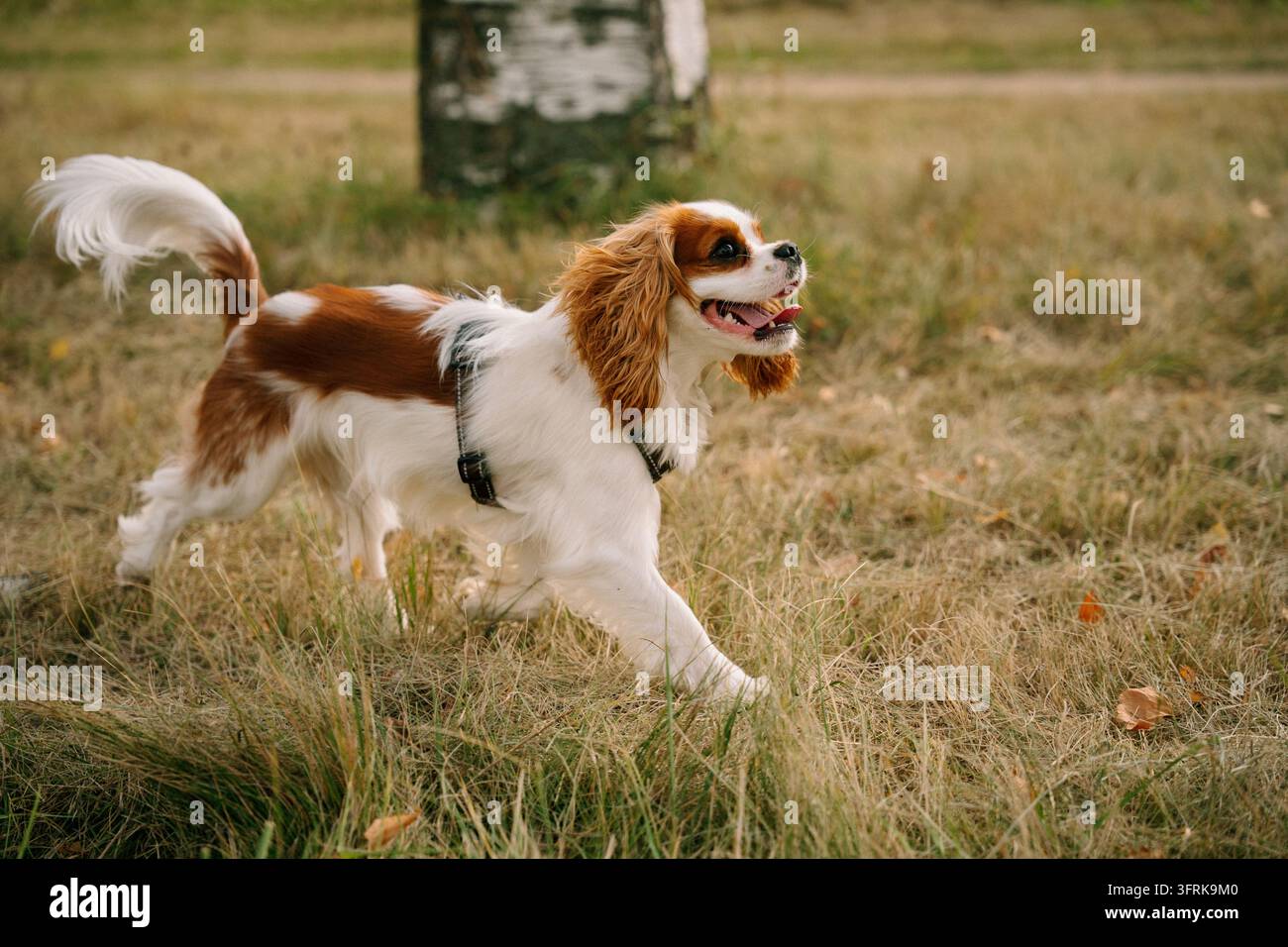 Fröhlicher Cavalier King Charles Spaniel, der draußen läuft Stockfoto