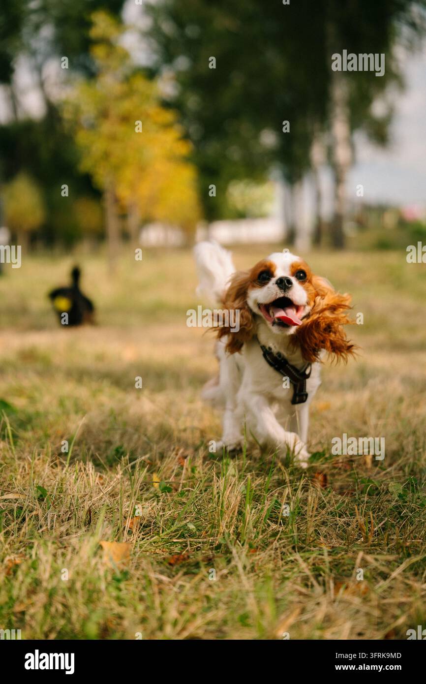 Fröhlicher Cavalier King Charles Spaniel läuft in einem Park Stockfoto