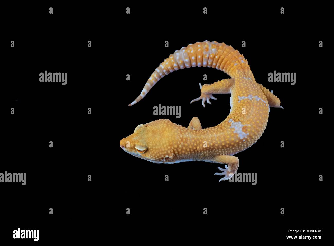 Gelber und weißer Leopardgecko mit geschlossenen Augen auf schwarzem Hintergrund Stockfoto