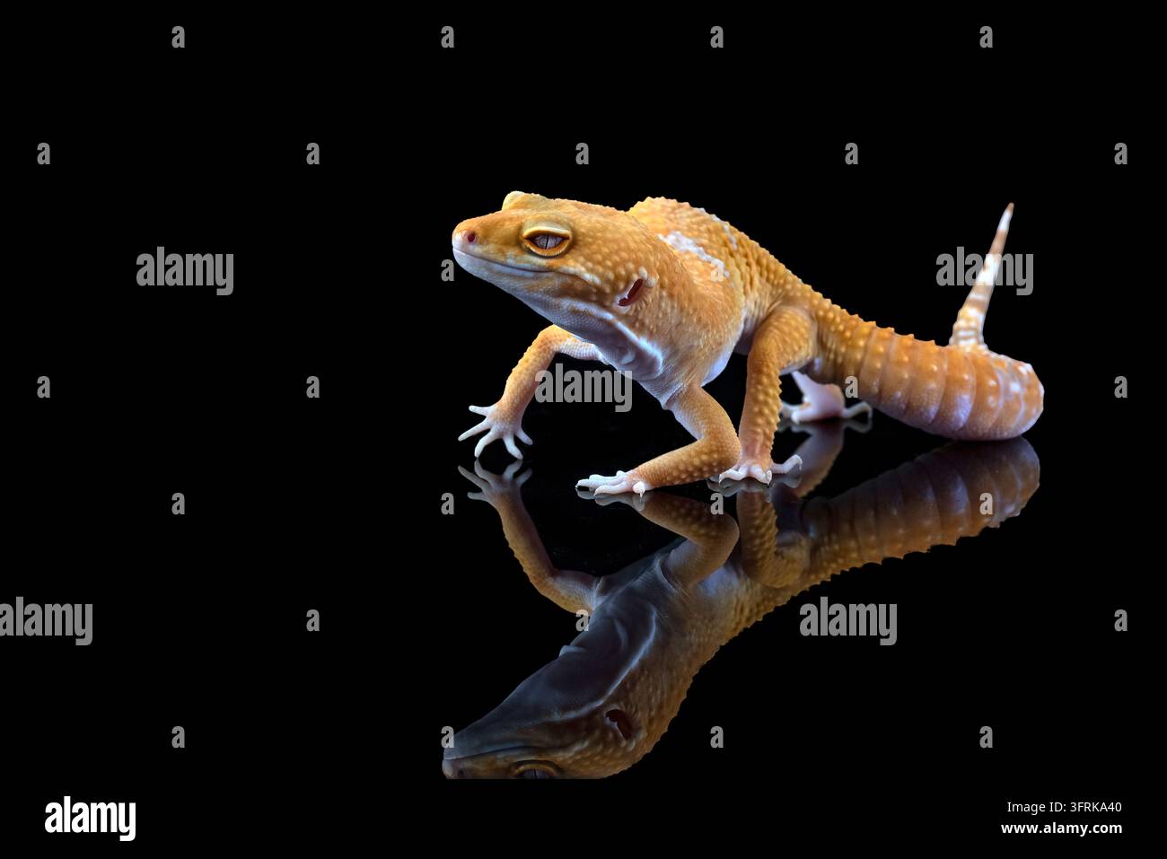 Gelber Leoparden-Gecko mit einem perfekten Reflexion auf Schwarz Stockfoto