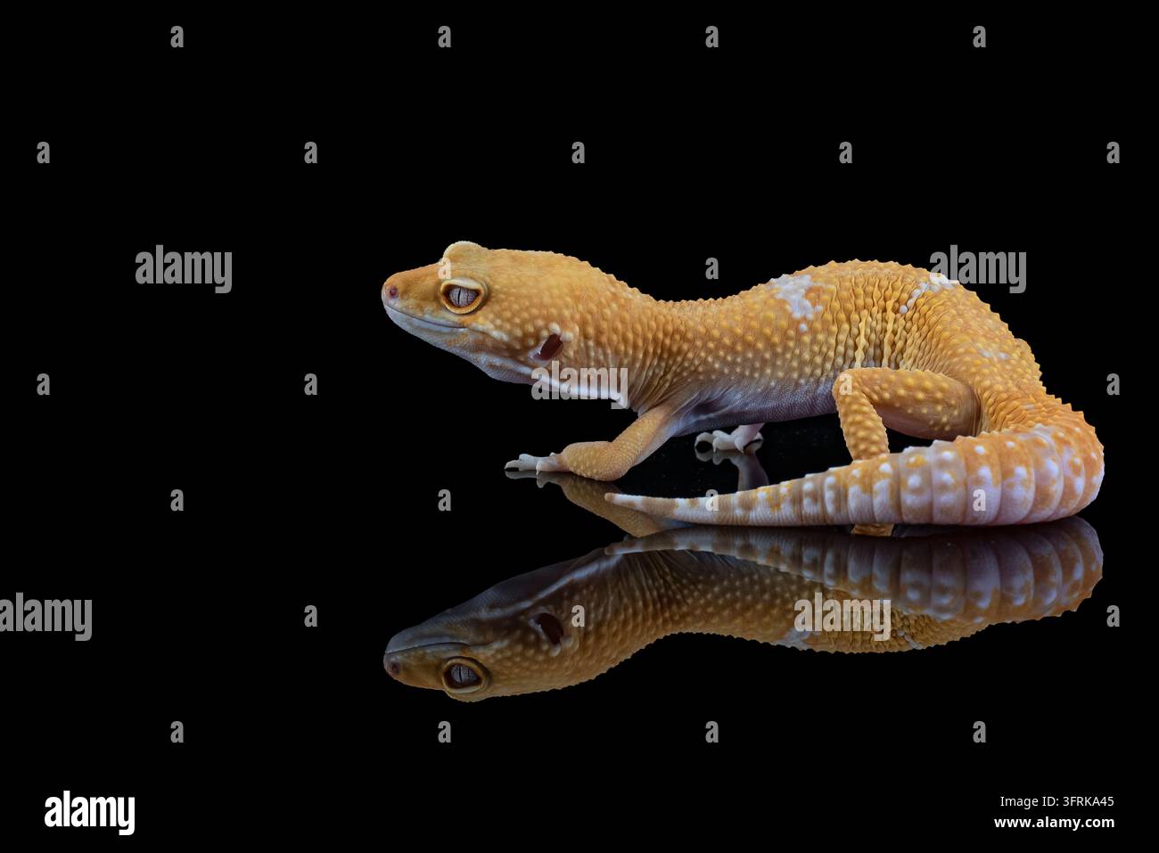Gelber Leoparden-Gecko mit Reflexion auf schwarzem Hintergrund Stockfoto