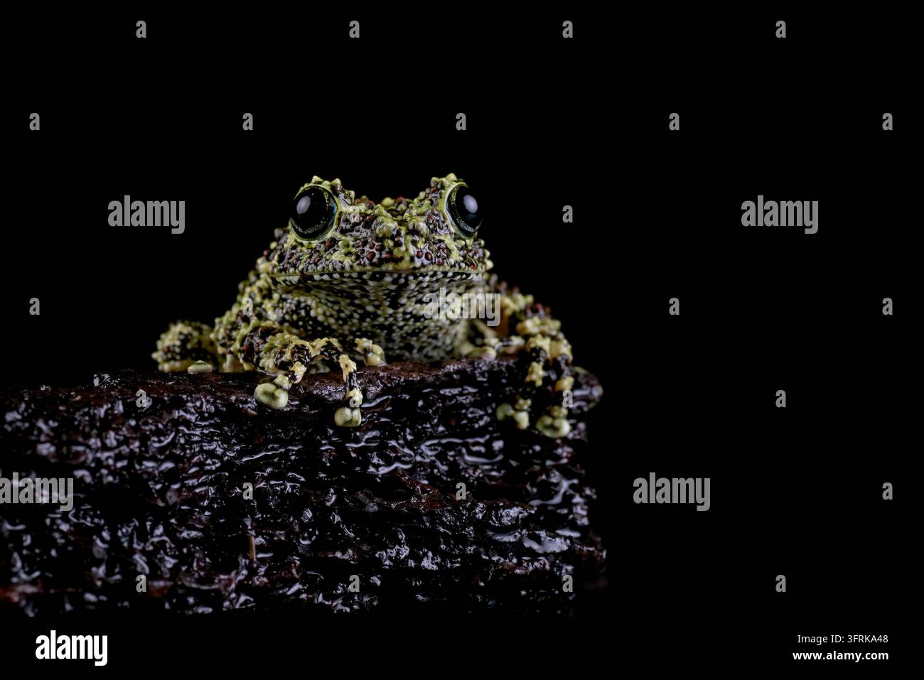Vietnamesische moosige Frosch sitzt auf nassem Holz in der Nacht Stockfoto