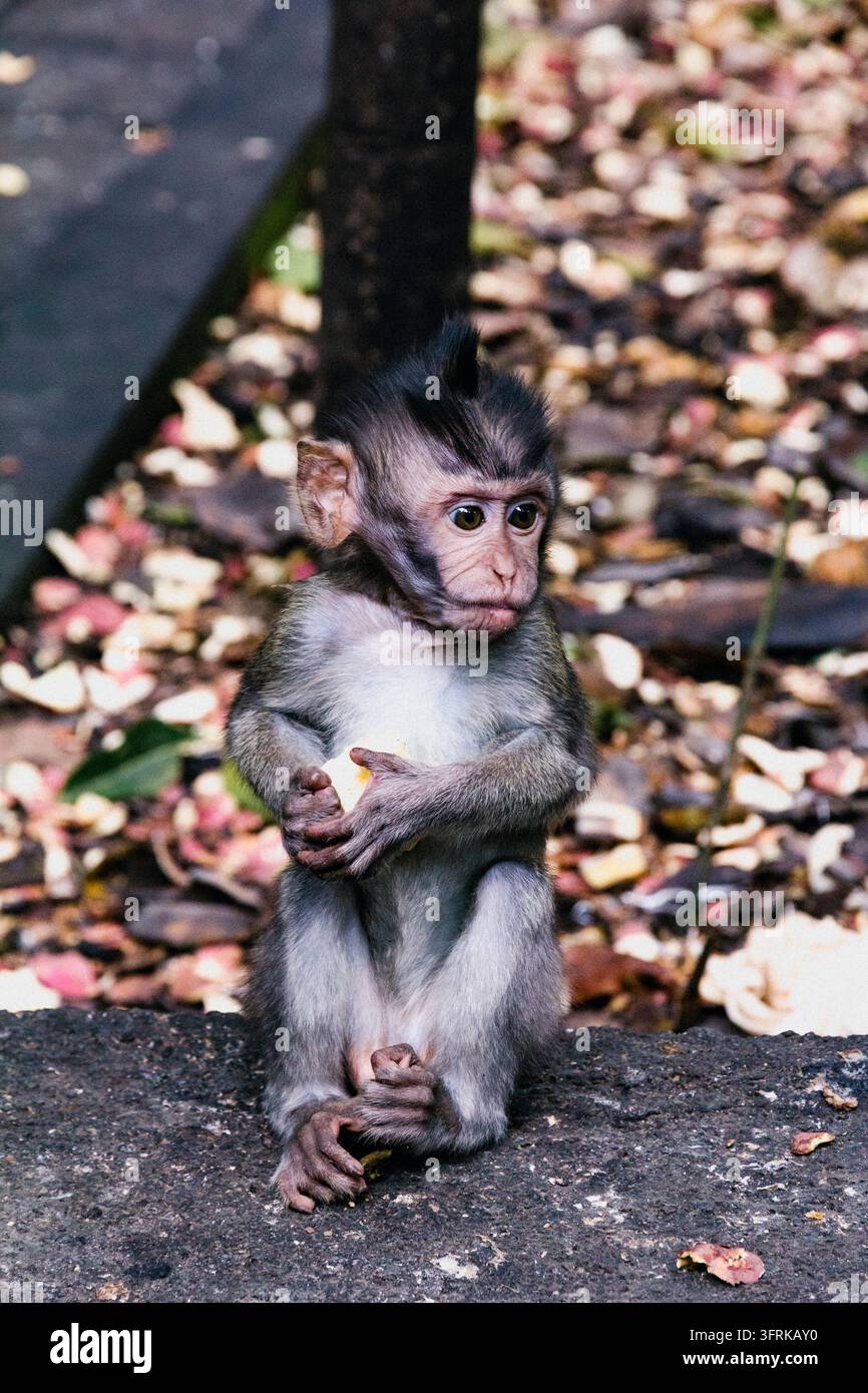 Entzückendes Babyaffen mit einem Irokesenschnitt sitzt im Freien Stockfoto