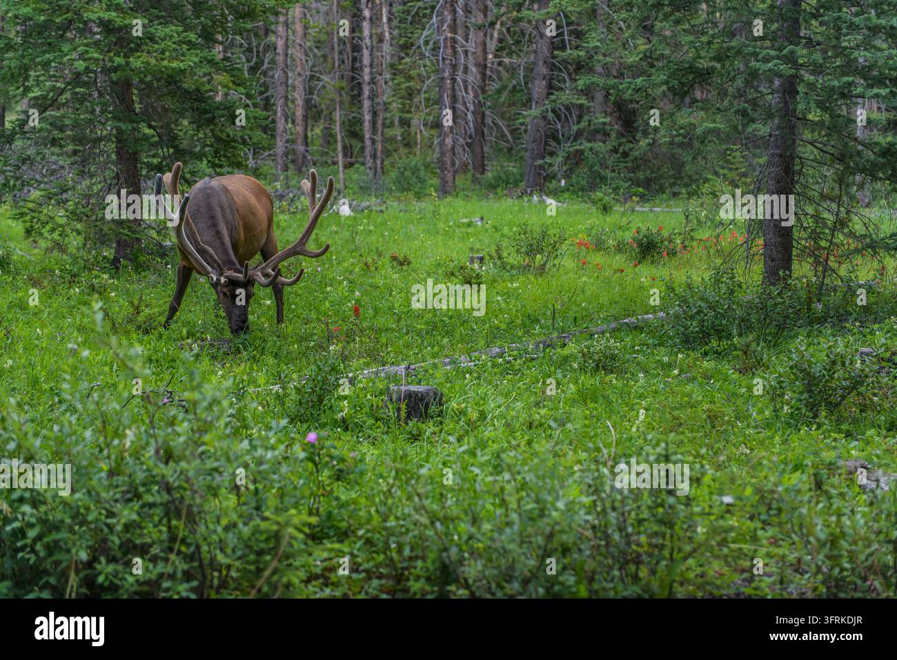 Ein großer Bullenhirsch mit Velanteln grast auf einer grünen Wiese Stockfoto