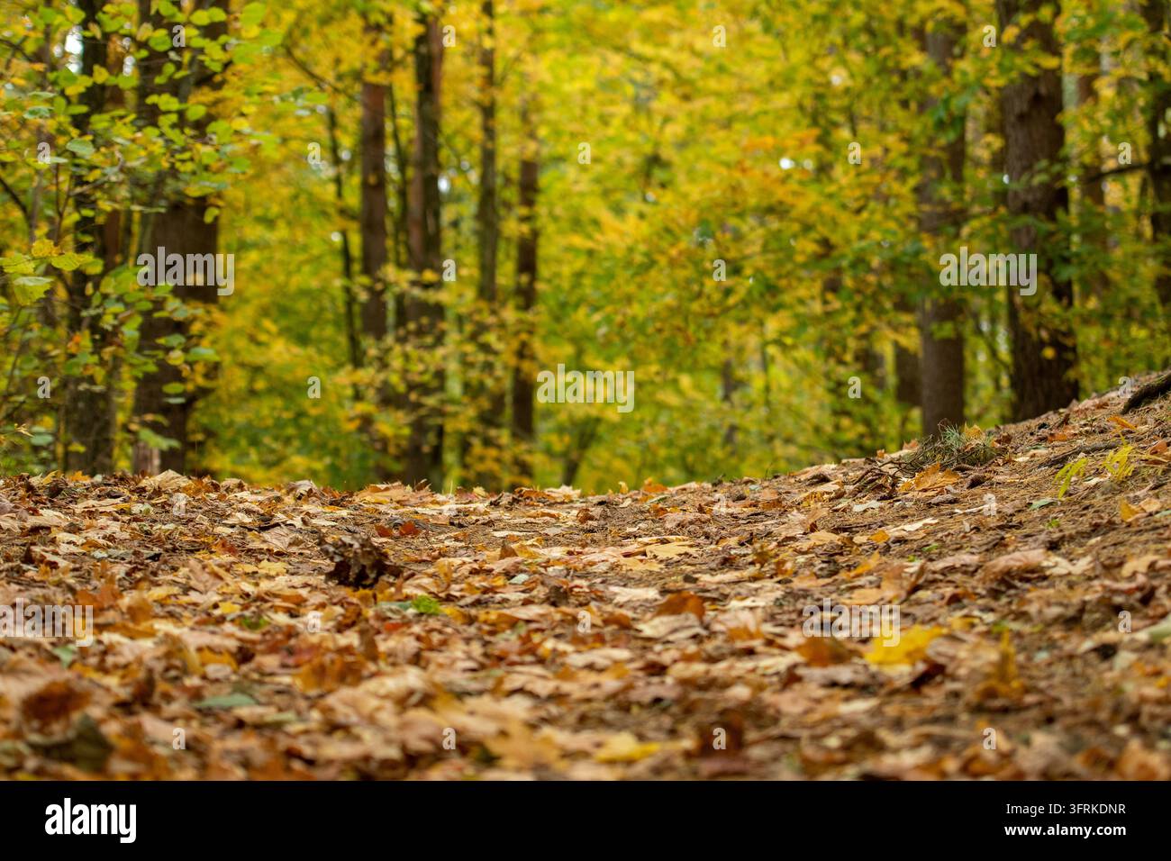 Scenische Niederwinkelaufnahme eines Waldweges, der mit trockenen Herbstblättern bedeckt ist, umgeben von Bäumen mit lebhaftem gelbem und grünem Laub im Herbst Stockfoto
