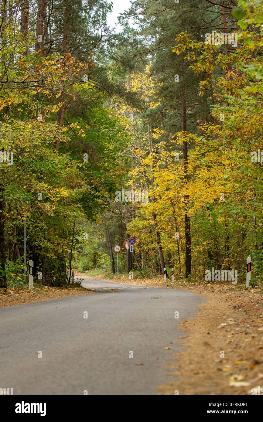 Eine leere Asphaltstraße windet sich sanft durch einen dichten Wald während der Herbstsaison, mit lebhaftem grünem und gelbem Laub, das die Bäume bedeckt Stockfoto