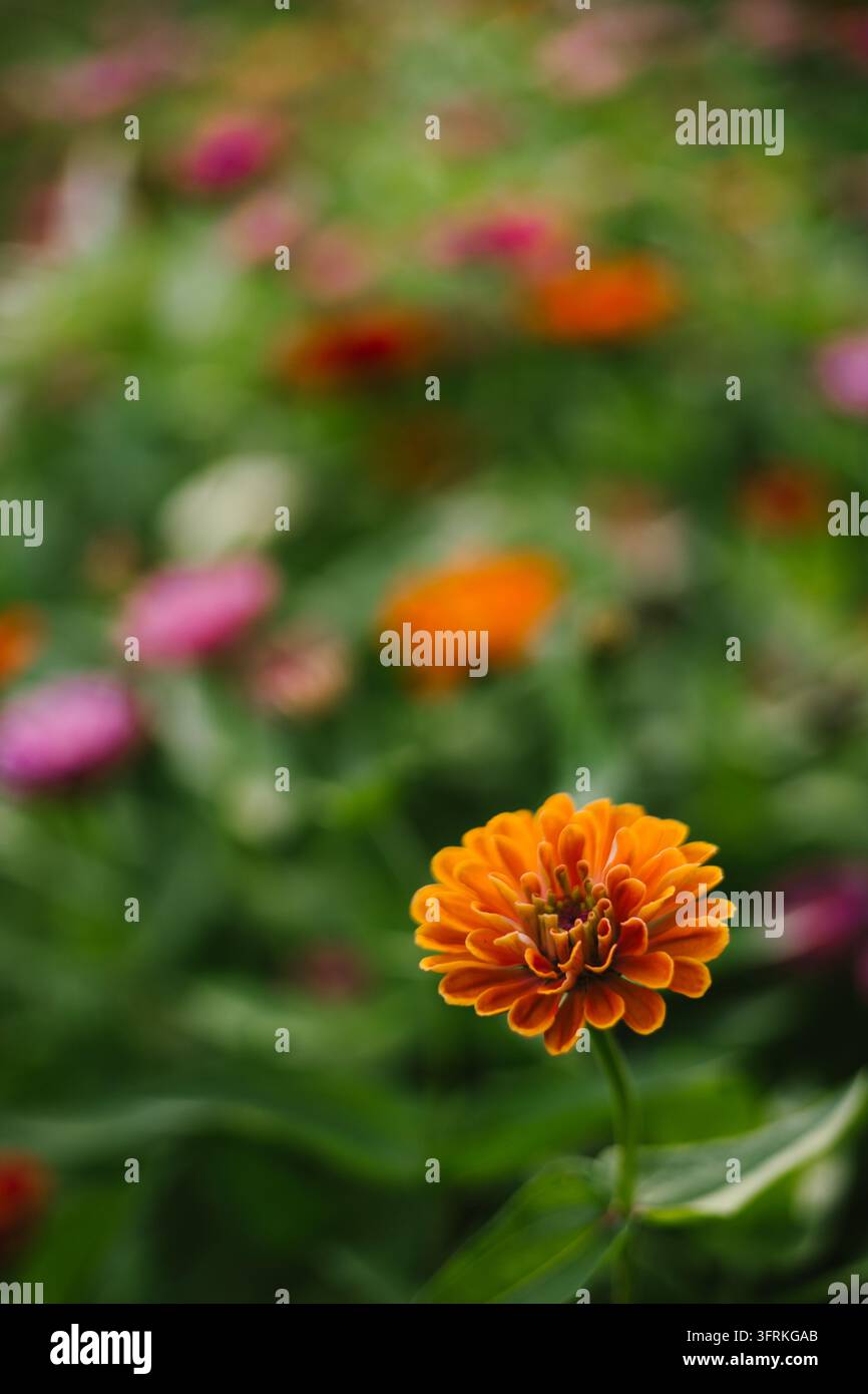 Eine einzelne orangefarbene Zinnie in einem bunten Blumenbeet Stockfoto